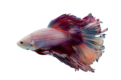 Betta akvariefisk i lilla og ferskenfarver – perfekt til dekorative akvarier fra Sarto AkvarieService